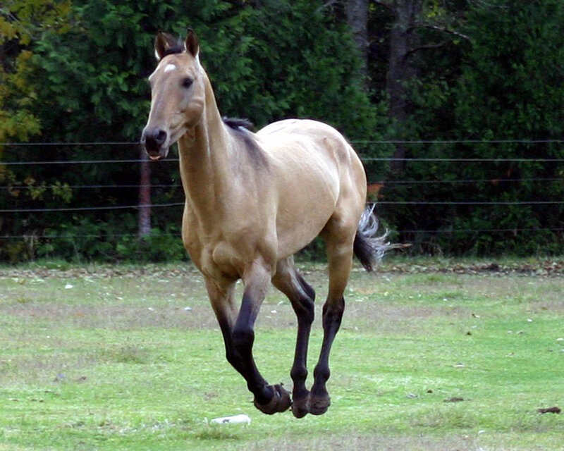Running Palomino Horse — Tan, Active