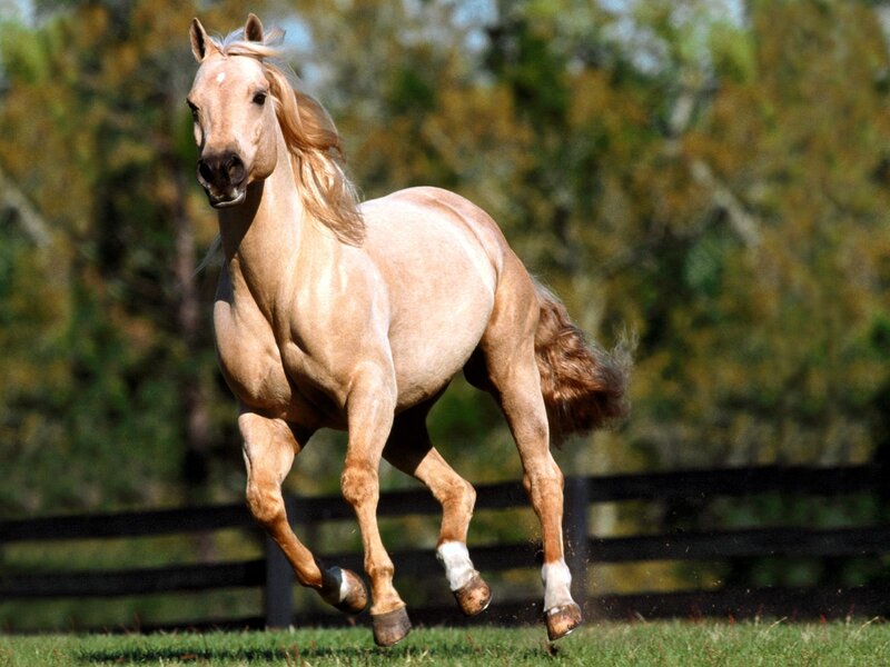 Running Palomino Horse — Tan, Dynamic