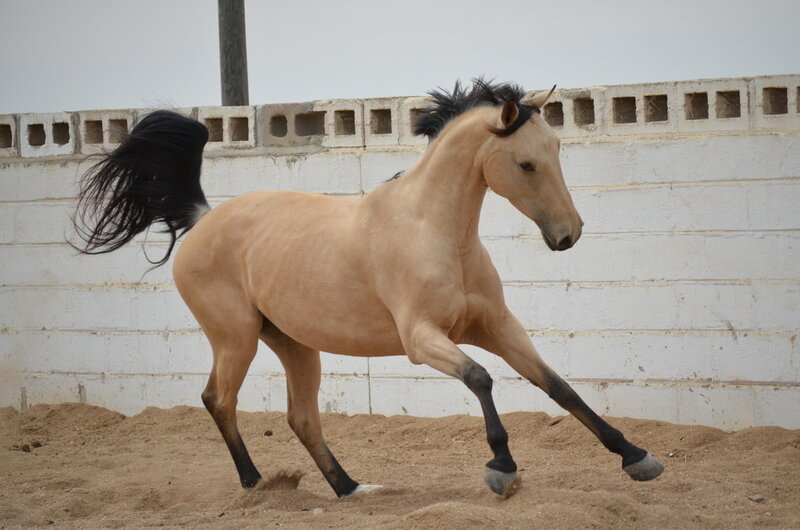 Running Palomino Horse — Tan