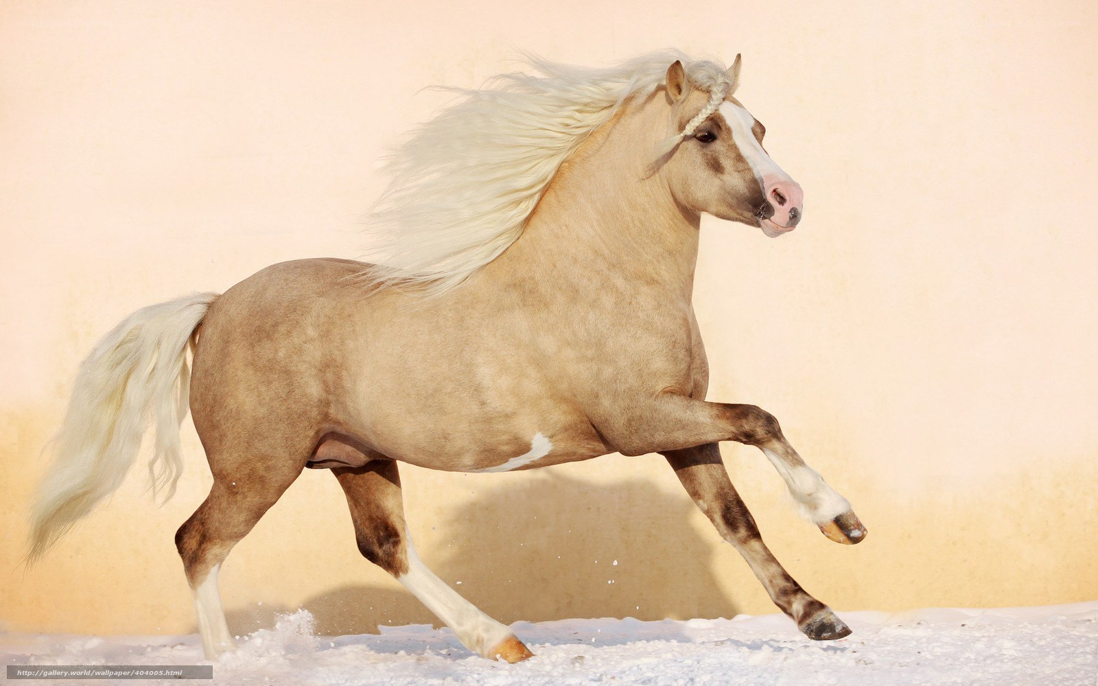 running palomino horse