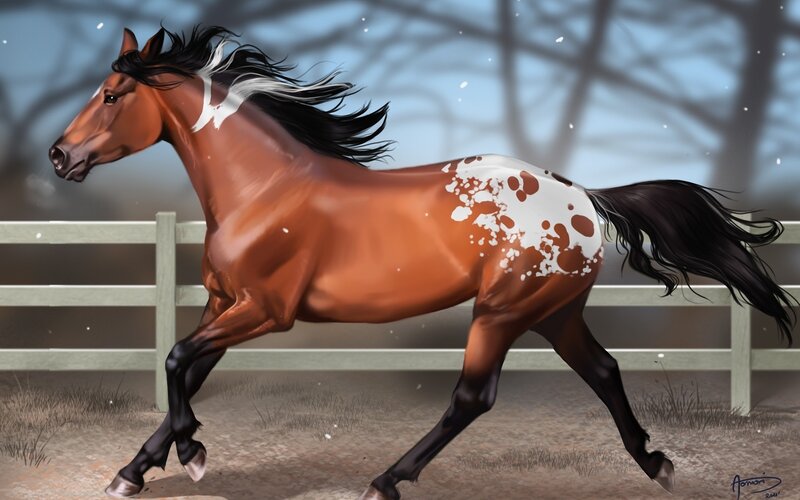 running pinto horse in snow