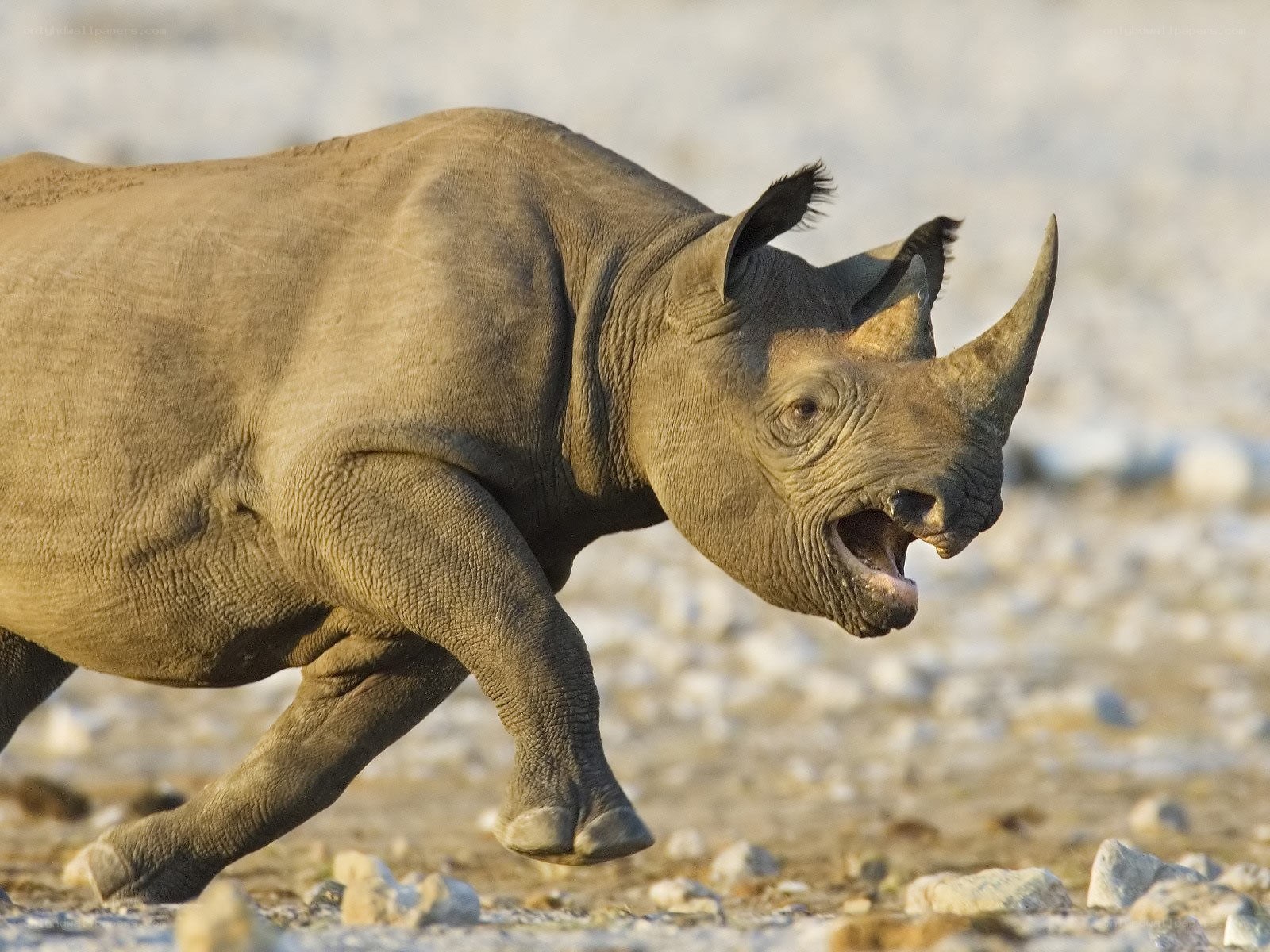 Running rhinoceros in motion