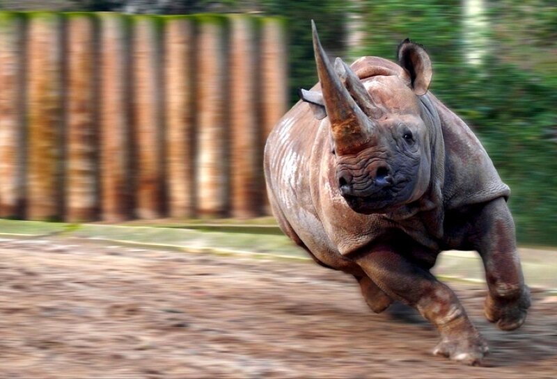 Running rhinoceros in motion