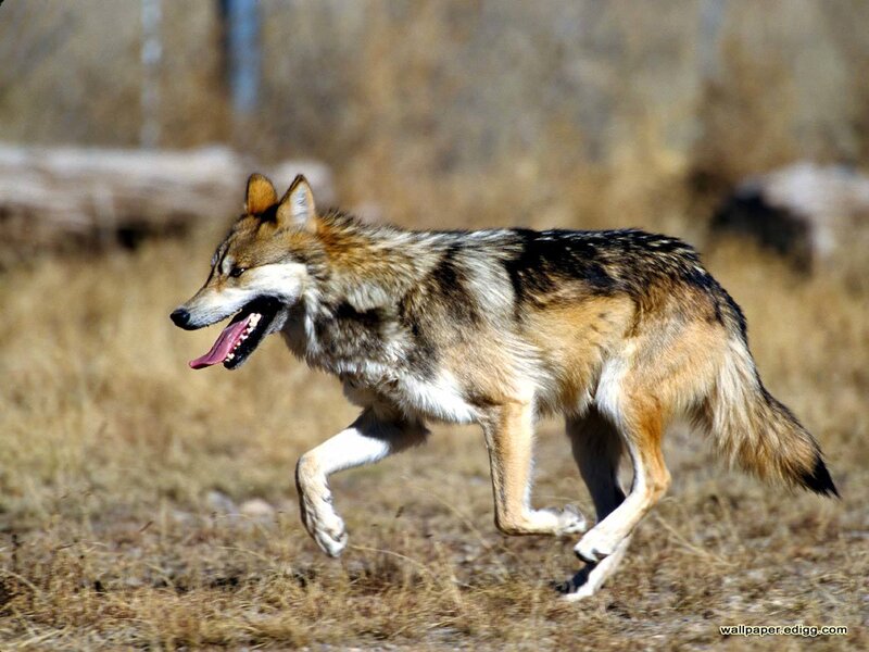 Running Wolf — Brown