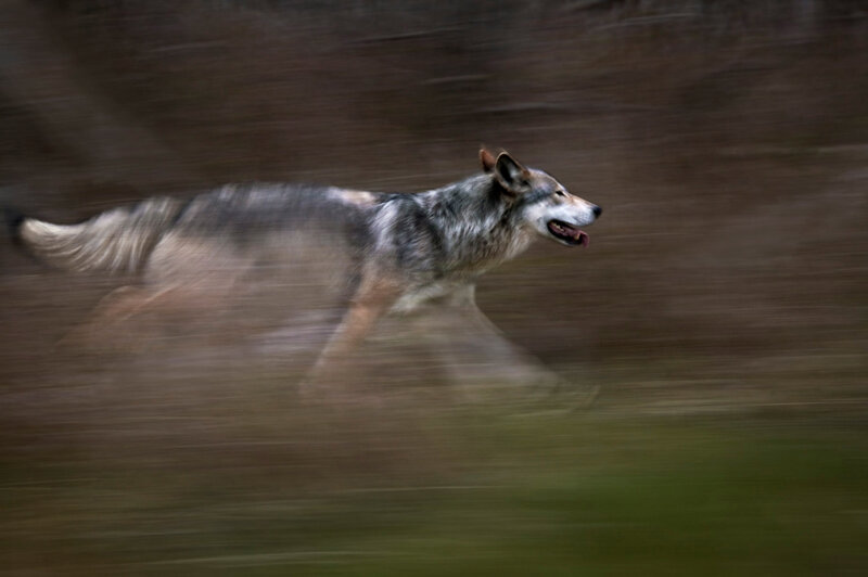 Running Wolf — Gray, Dynamic