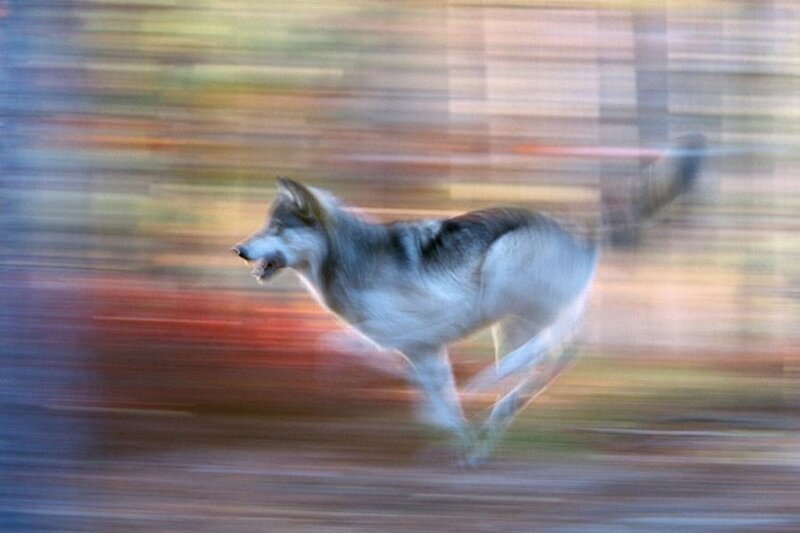 Running Wolf — Gray