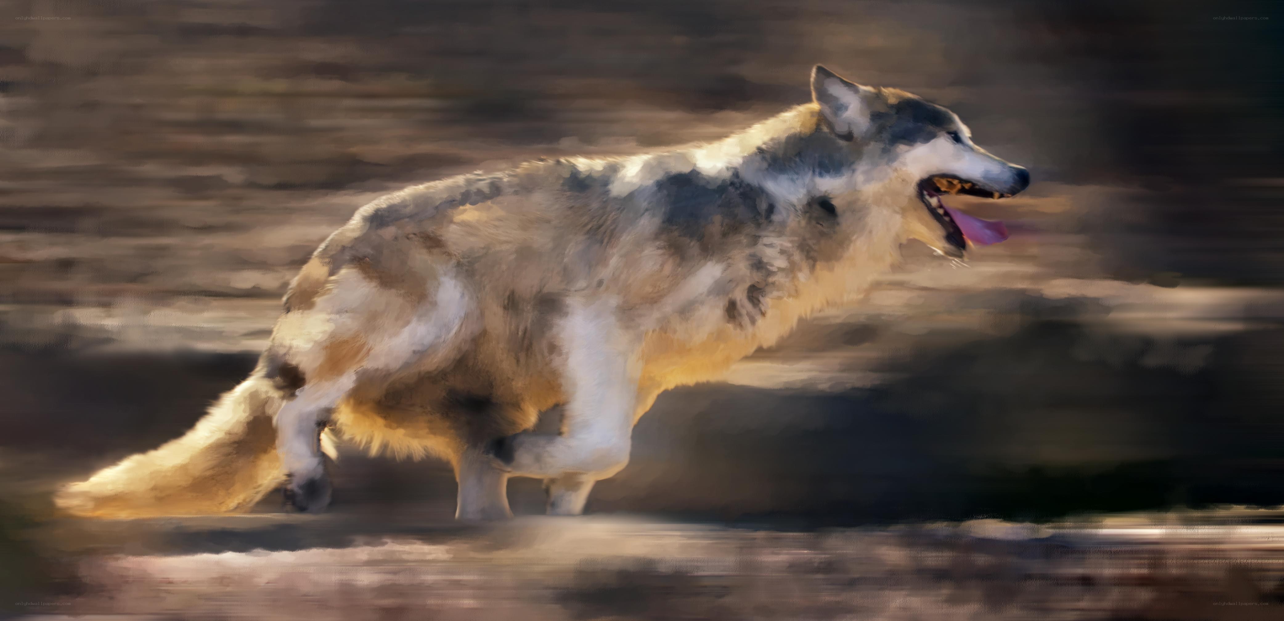 running wolf in motion