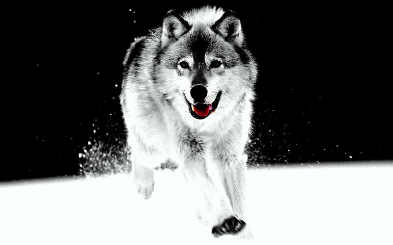 Running wolf in snow