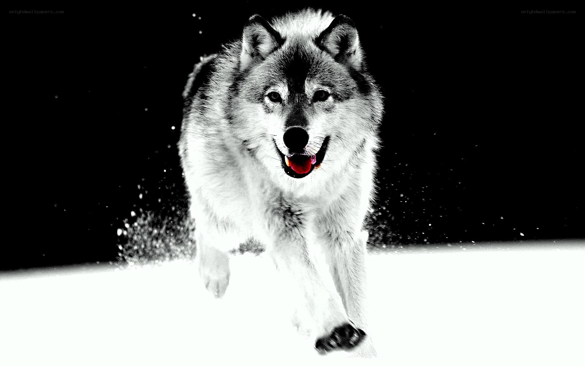 Running wolf in snow
