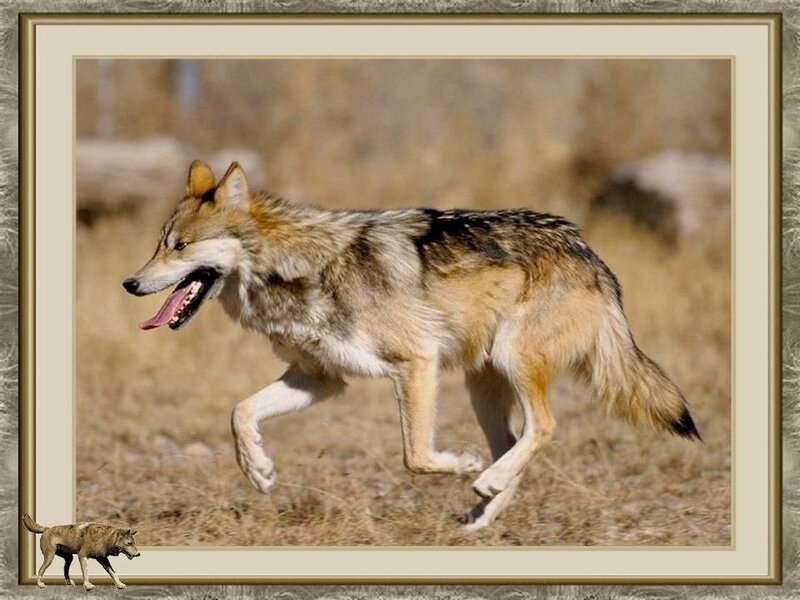 Running Wolf