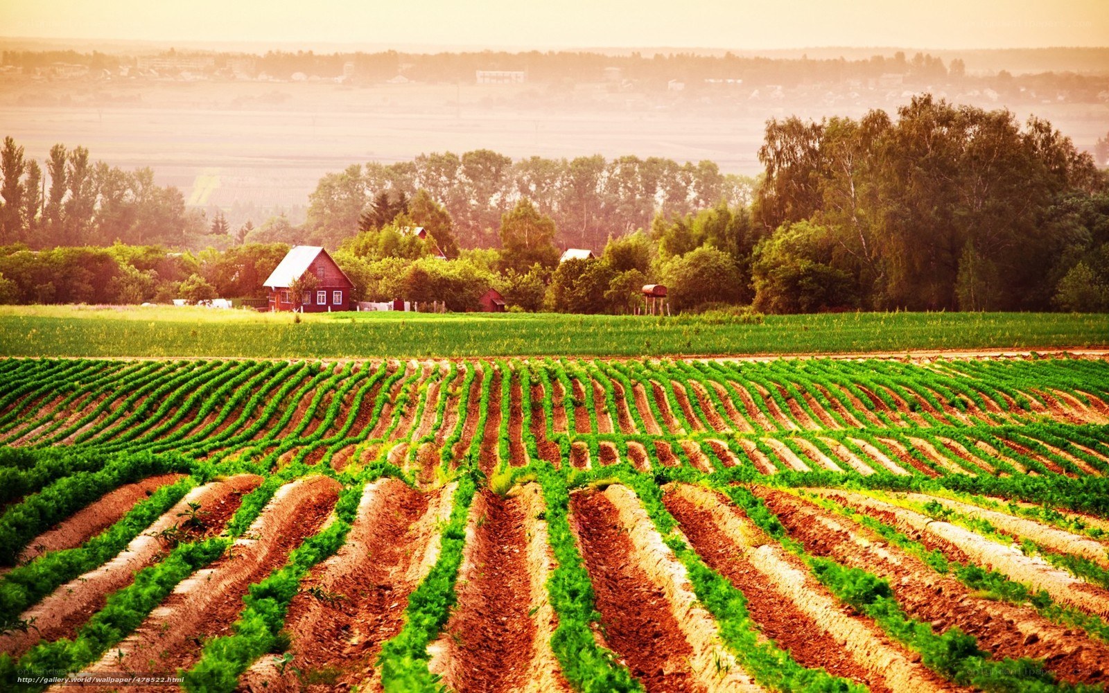 Rural farm fields at sunset