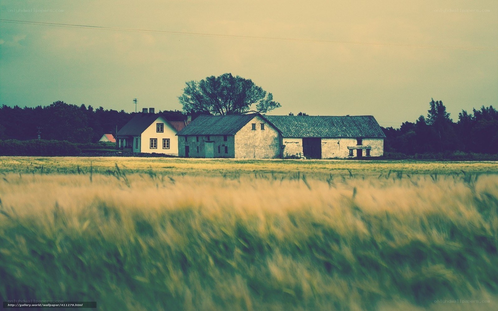 Rural farm in golden field