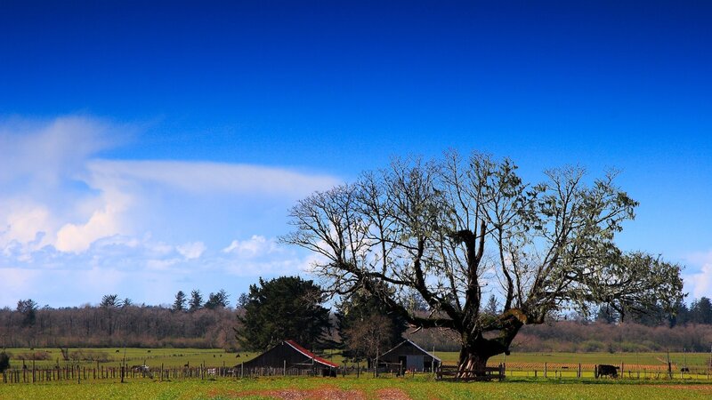 Rural farm with old tree