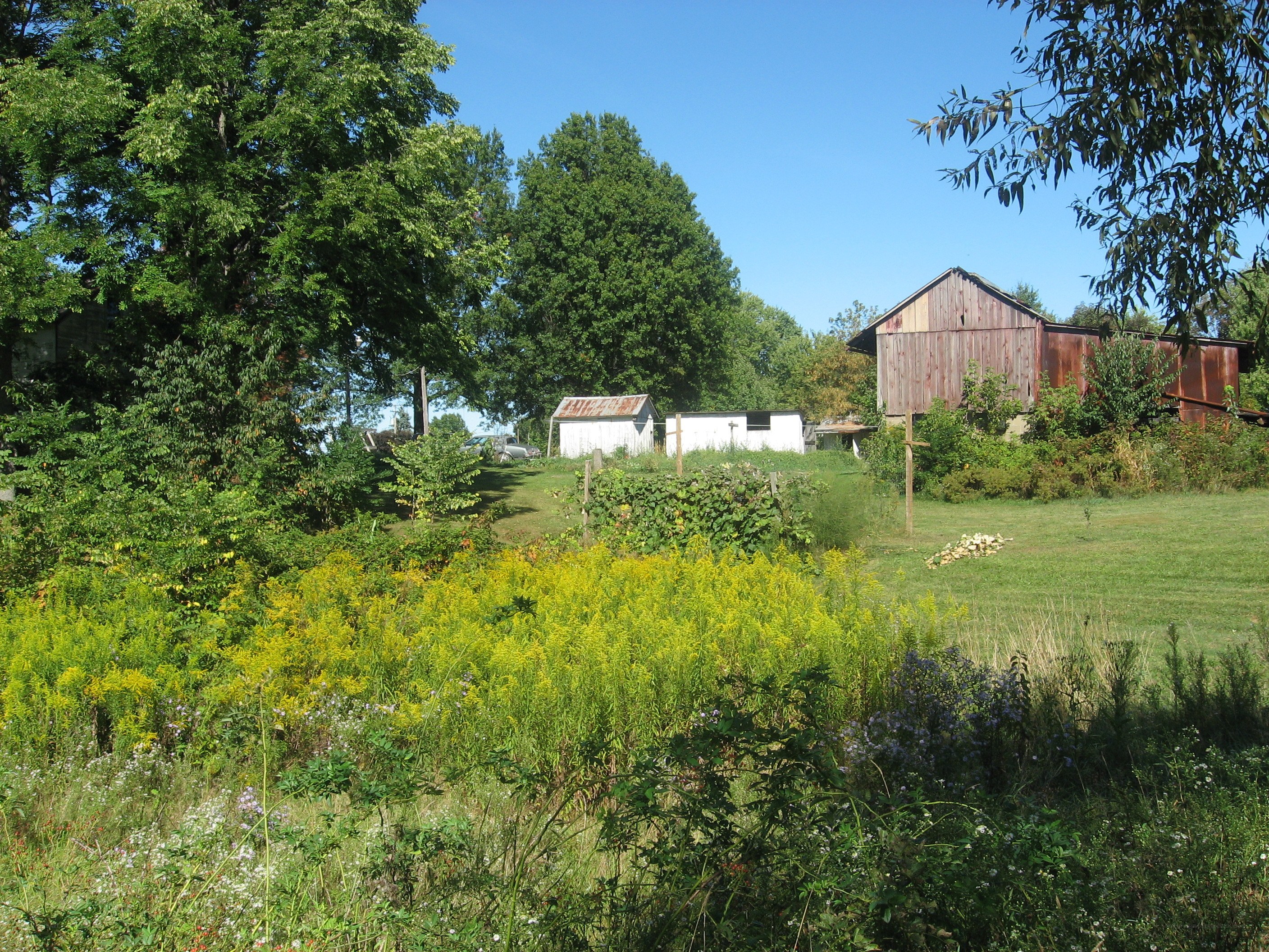 Rural farm with overgrown garden