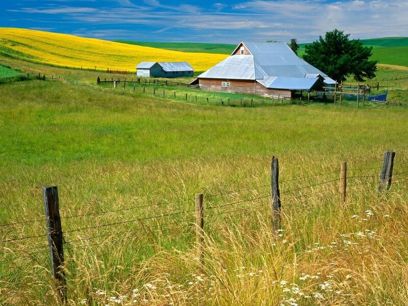Rural farm with yellow fields