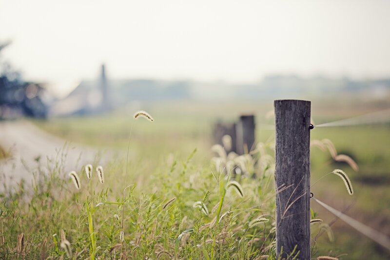 Rural fence and wild grasses