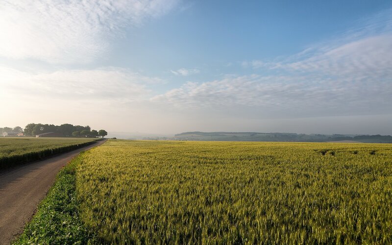 Rural field at sunrise
