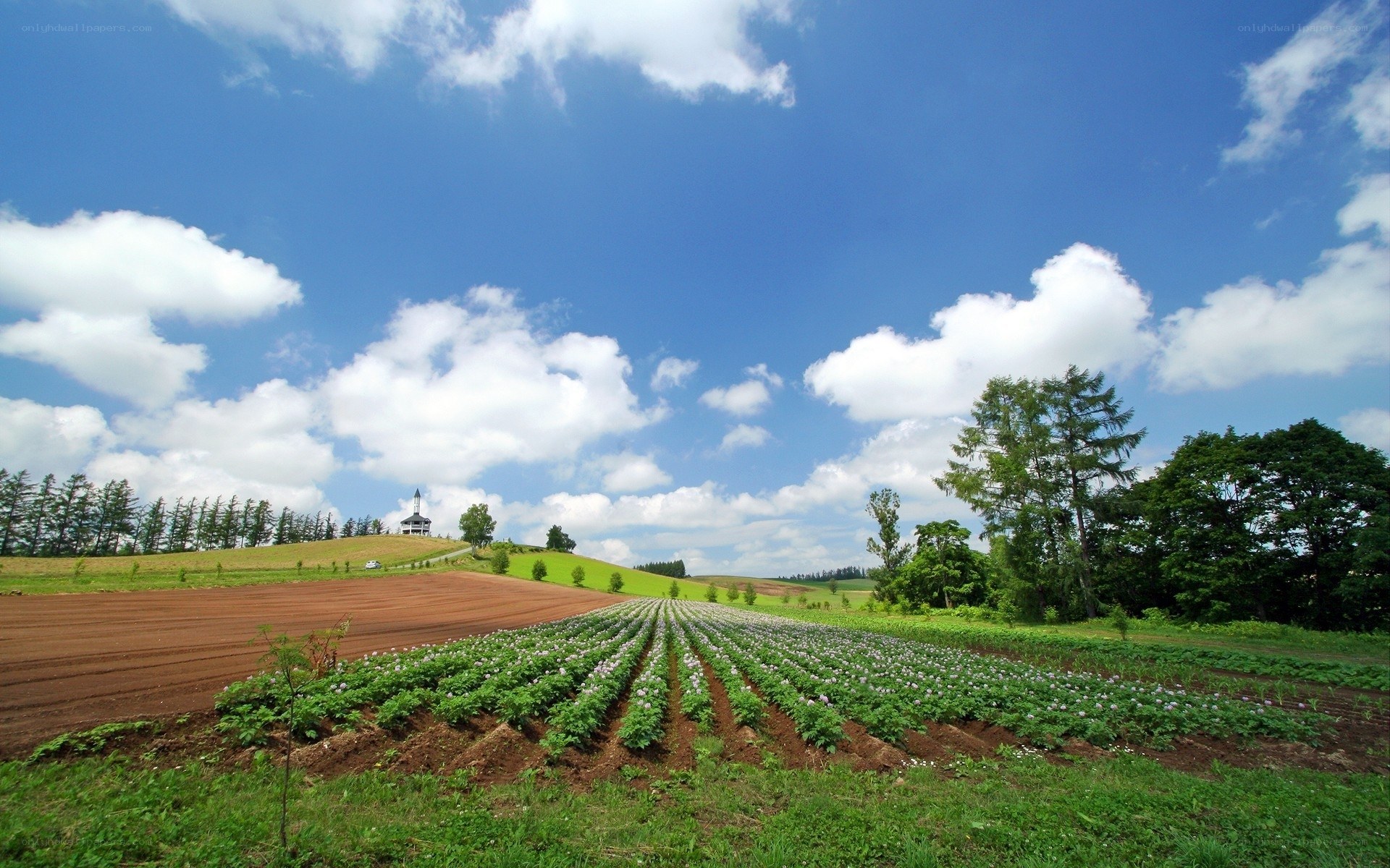 Rural field under blue sky