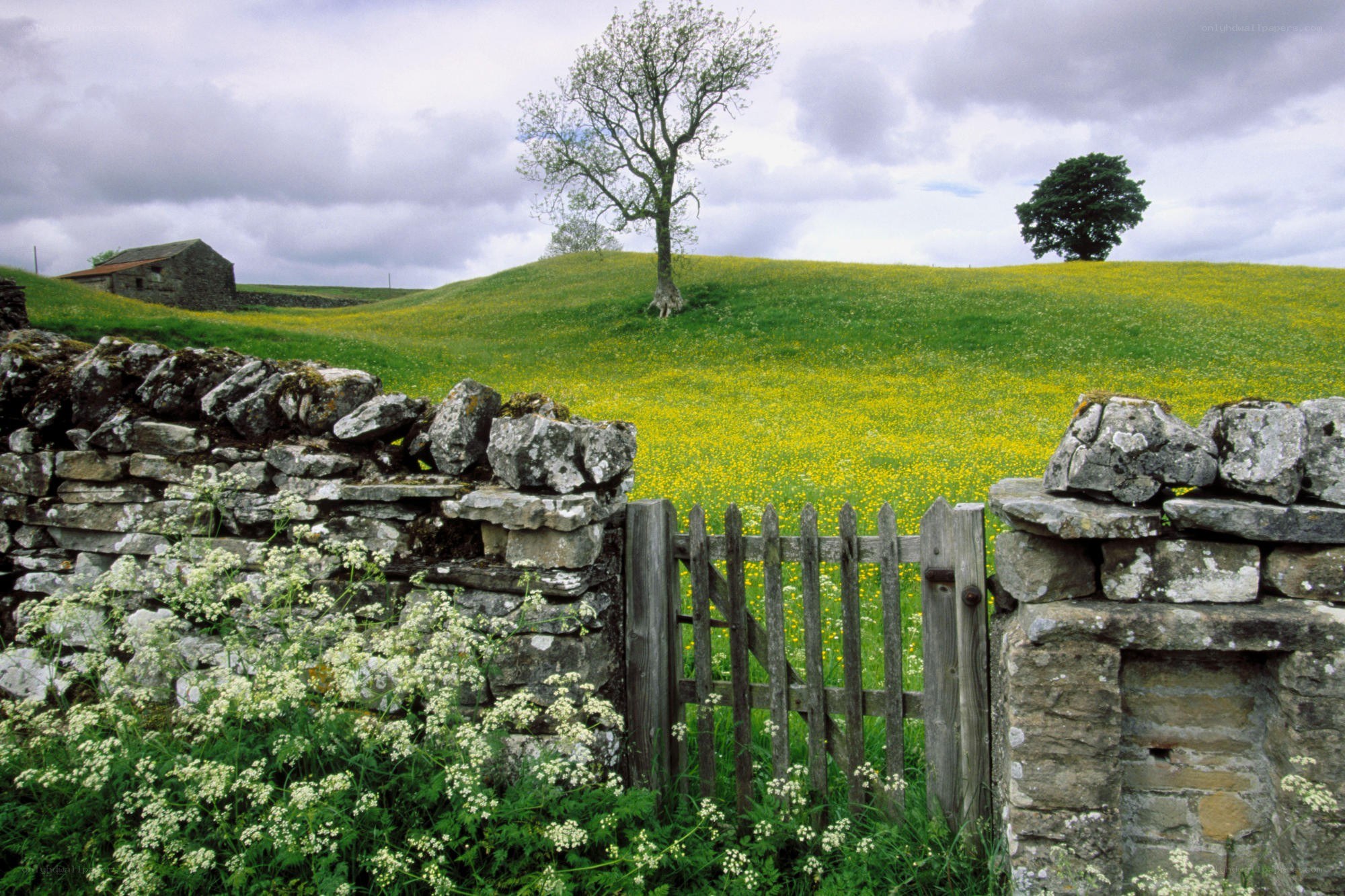 rural field with stone wall