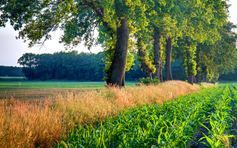 Rural field with trees and crops