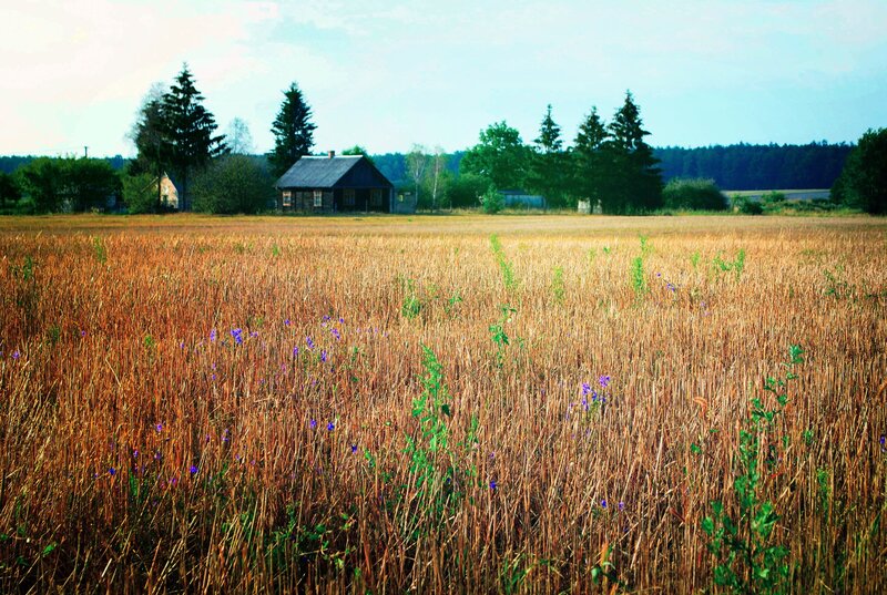 Rural field with wooden house