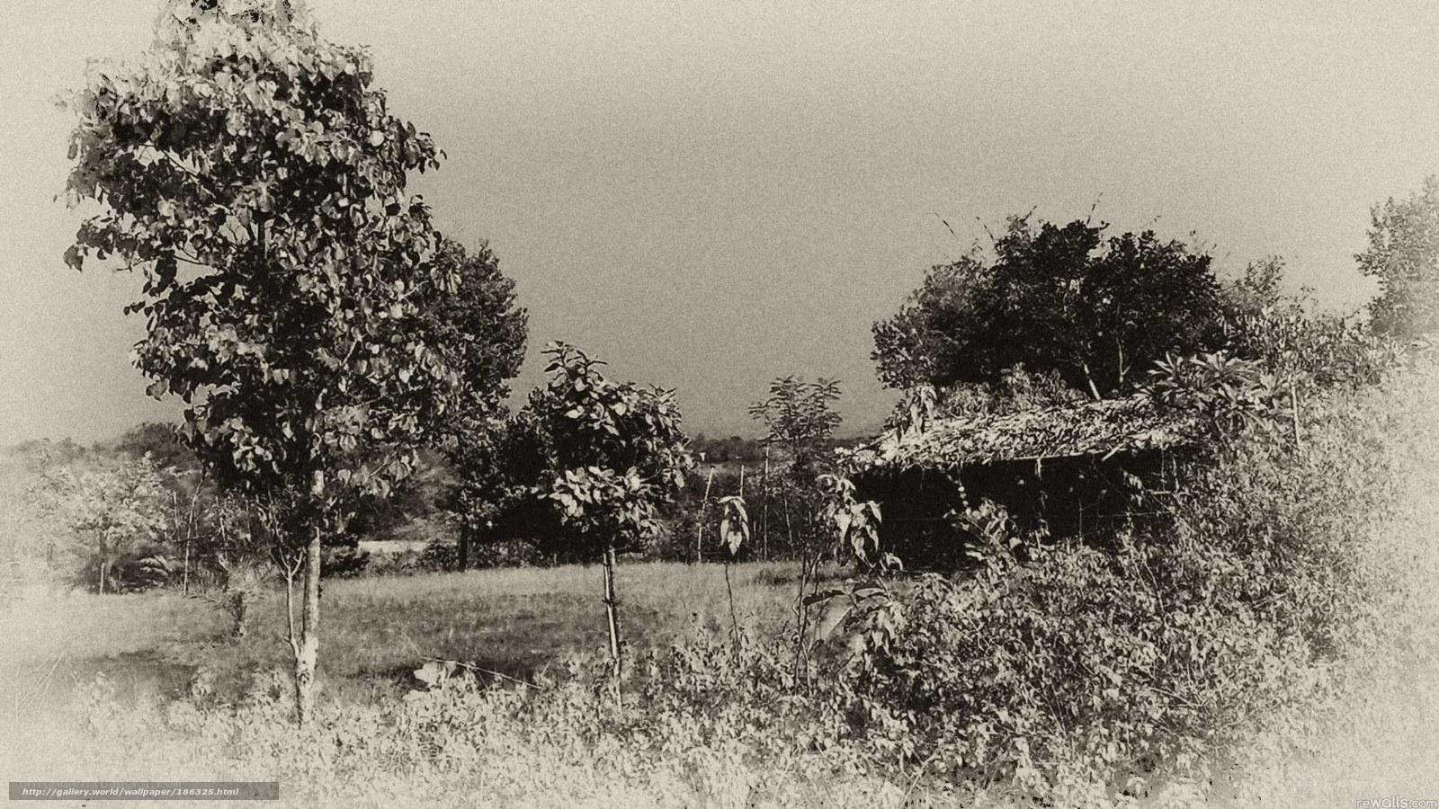 Rural hut in a field