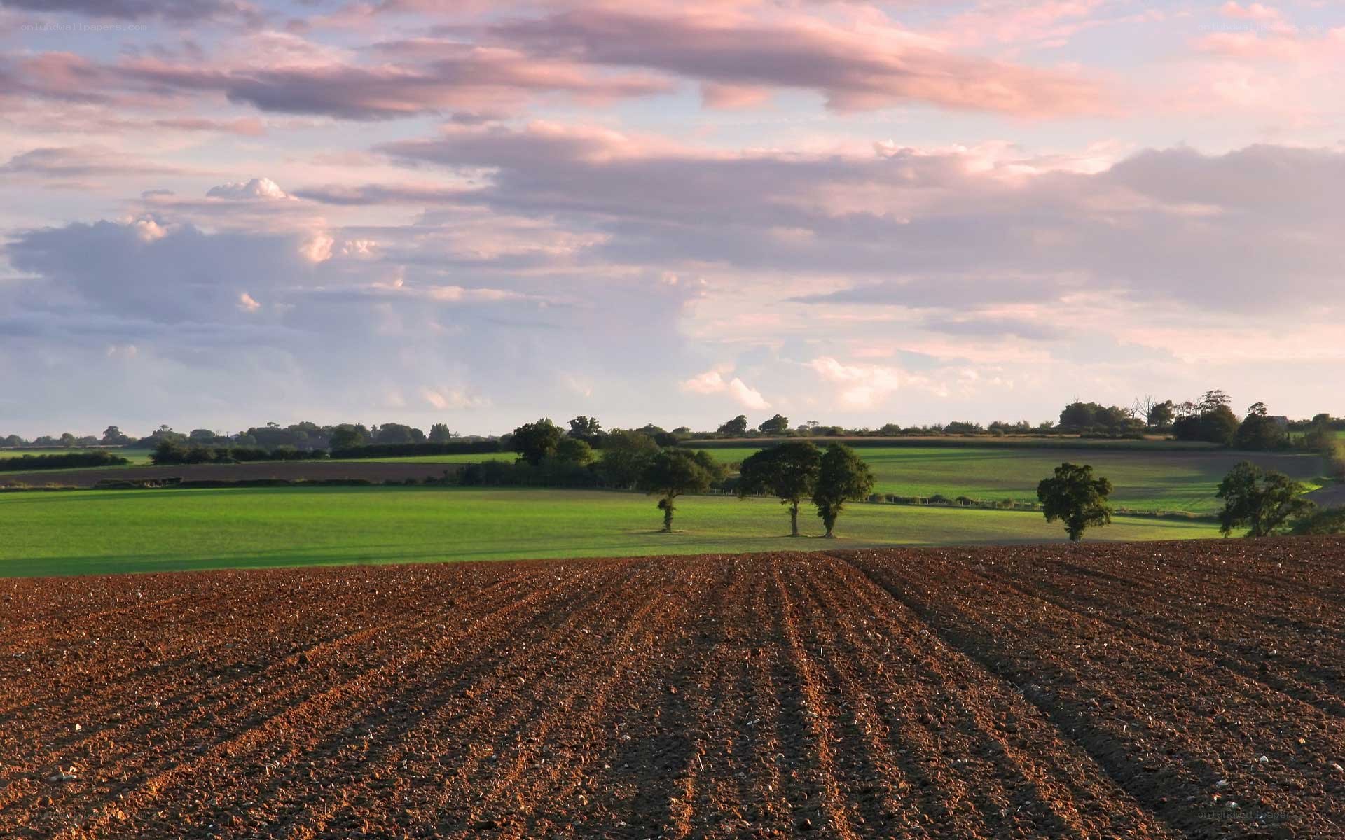 Rural landscape at sunset