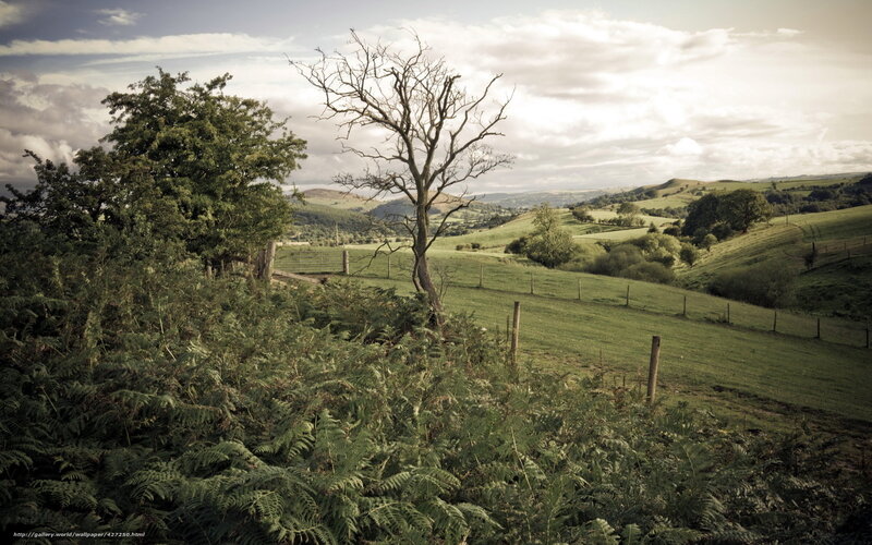 Rural landscape with bare tree