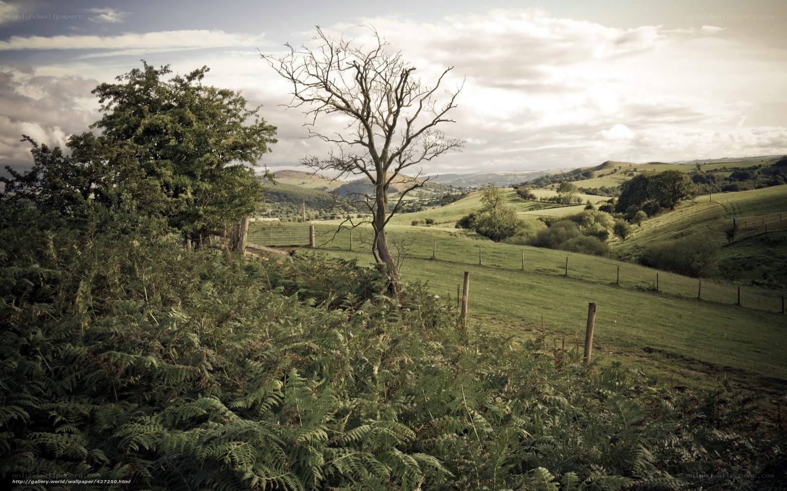 Rural landscape with bare tree