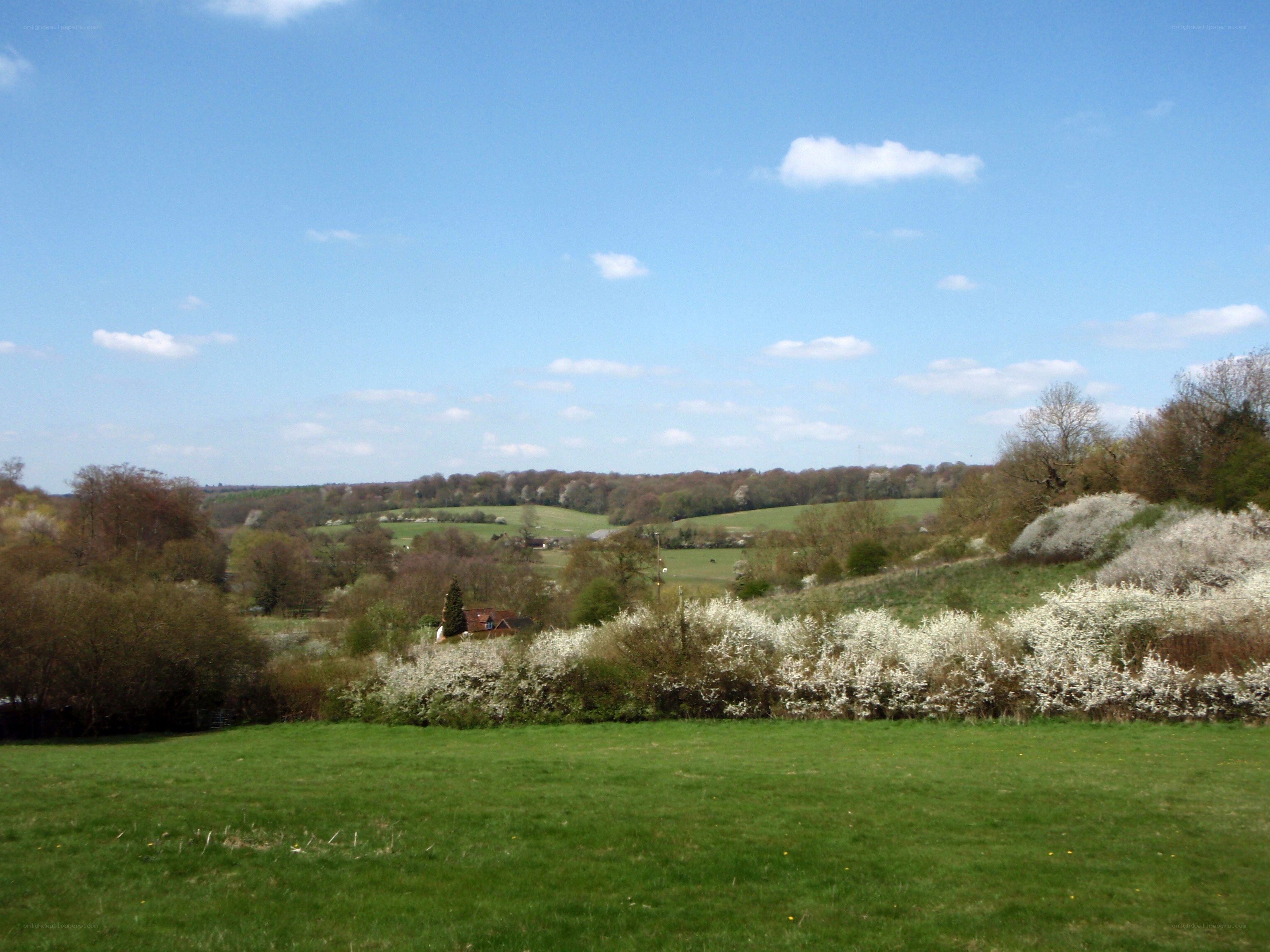 rural landscape with blooming shrubs