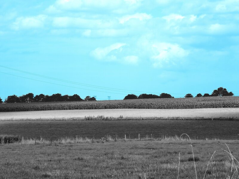 Rural landscape with cornfield