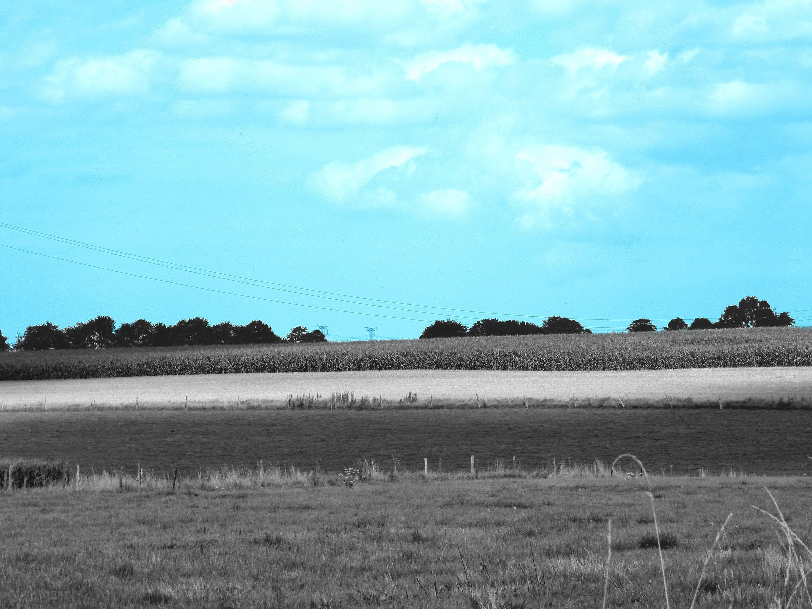 Rural landscape with cornfield