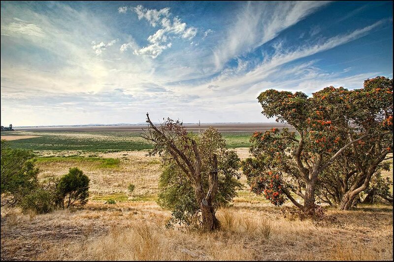 rural landscape with flowering trees