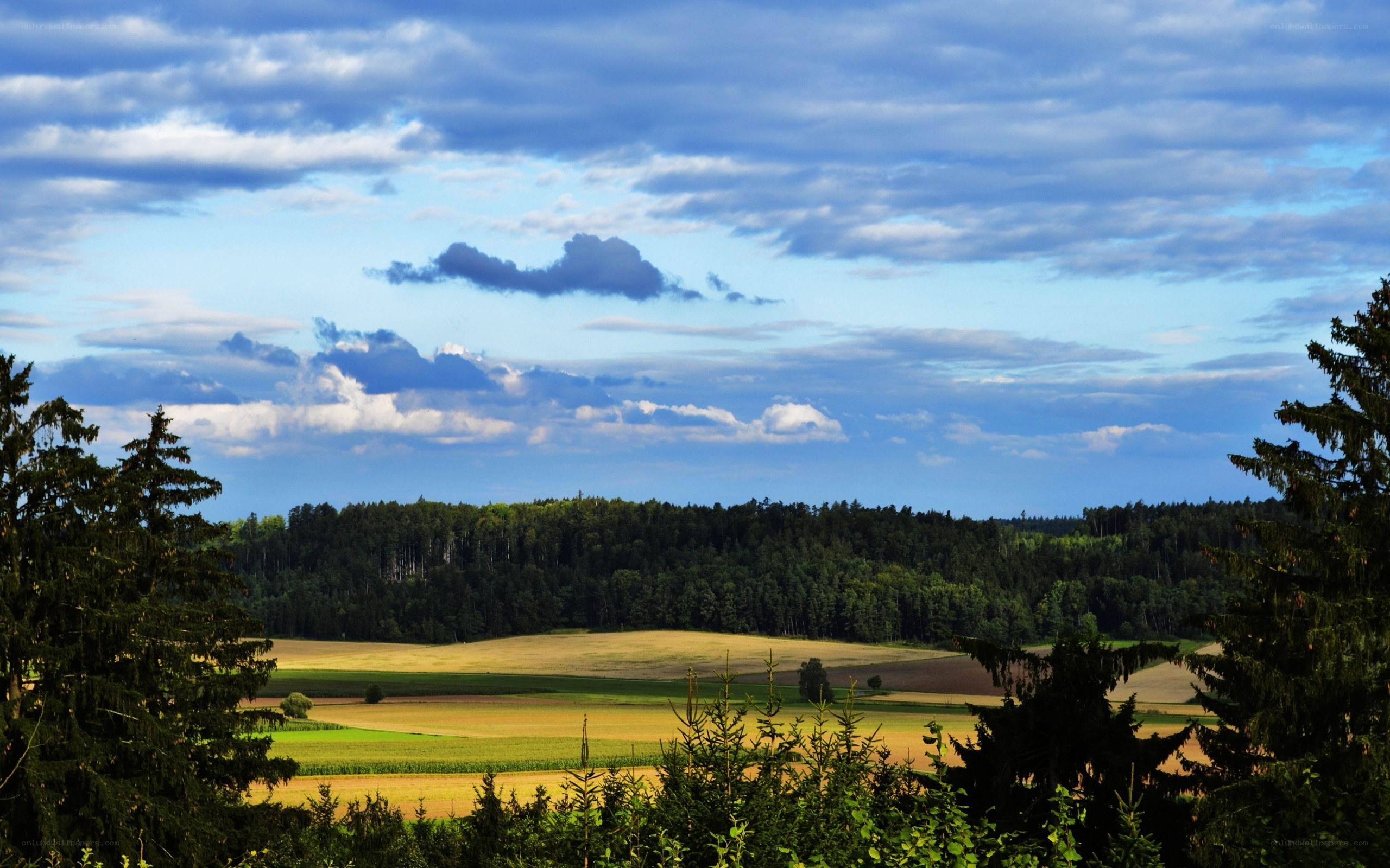 Rural landscape with forest and fields