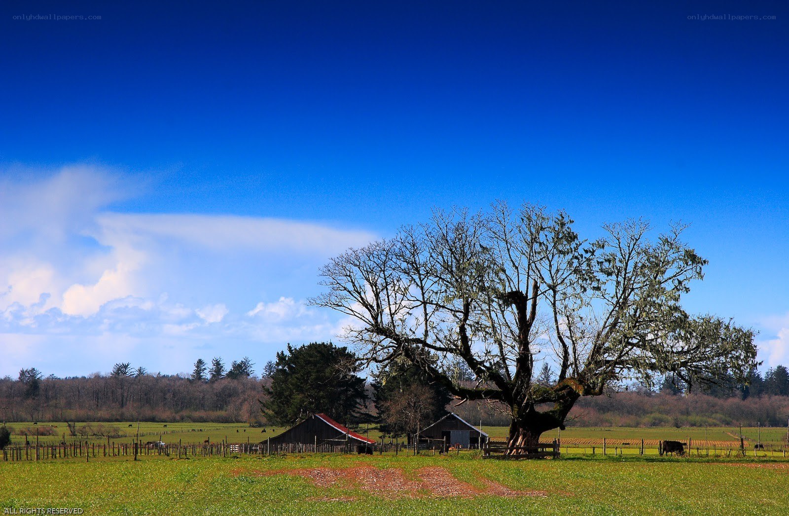Rural landscape with old tree