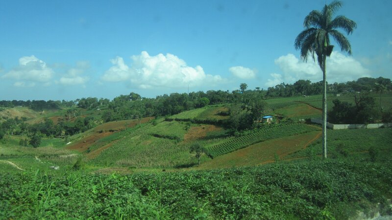 rural landscape with palm tree