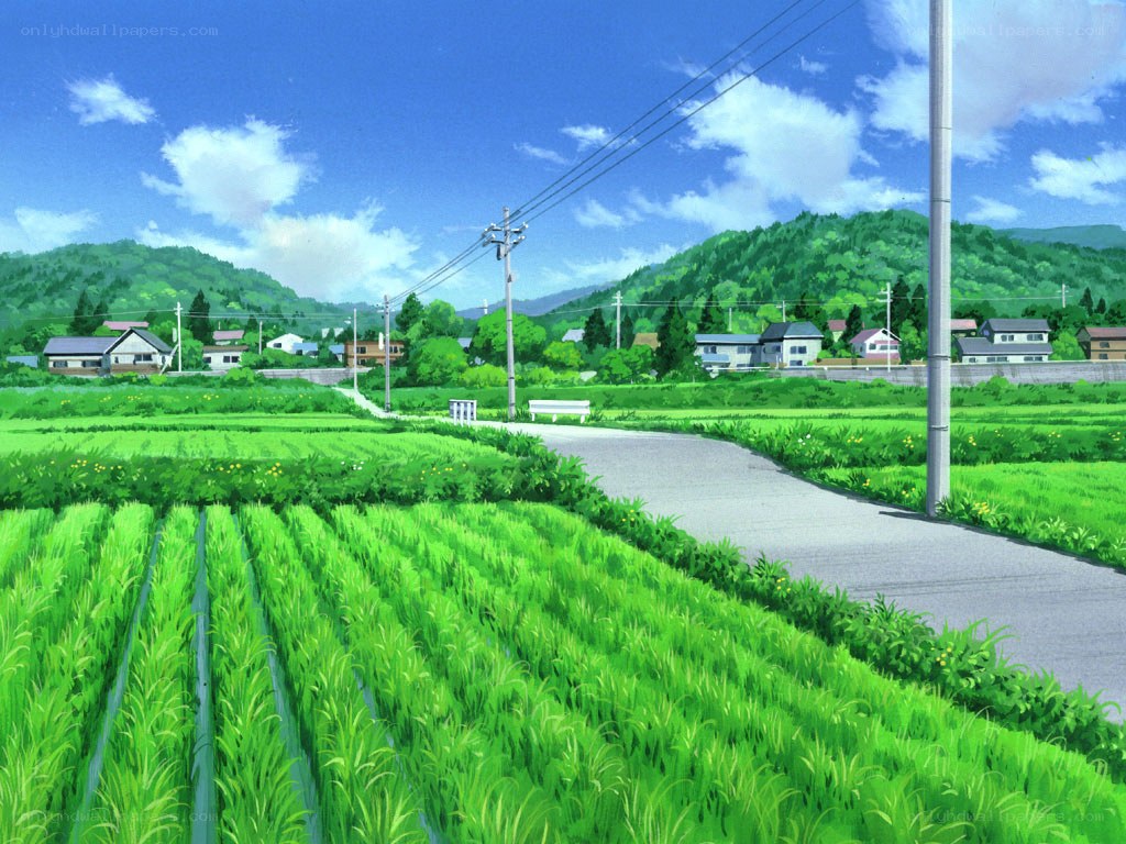 rural landscape with rice fields