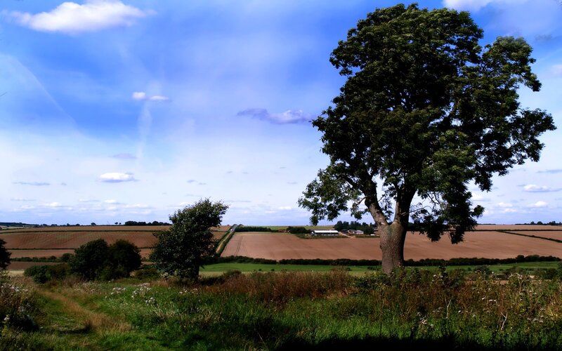 Rural landscape with solitary tree