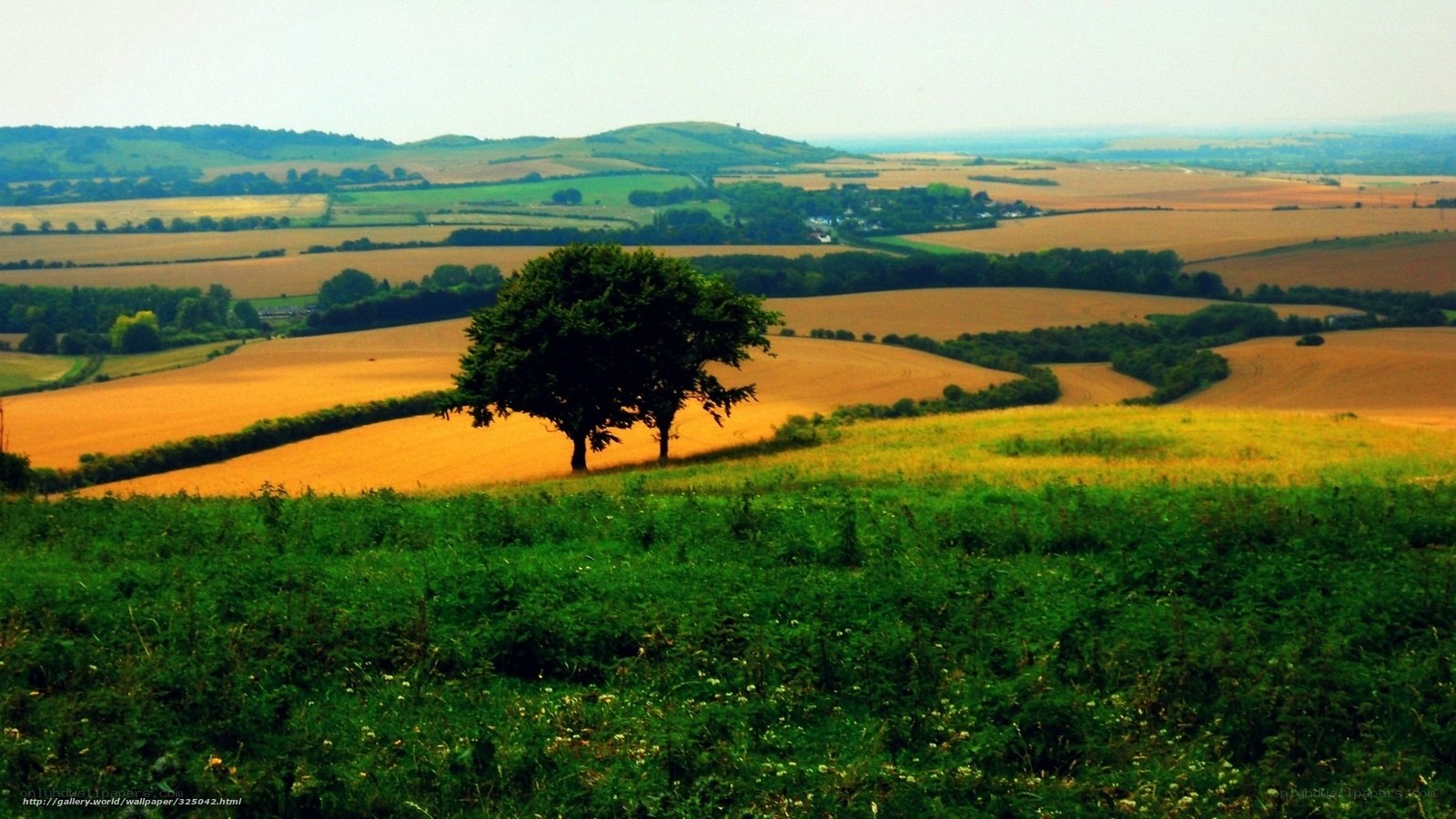 rural landscape with solitary tree