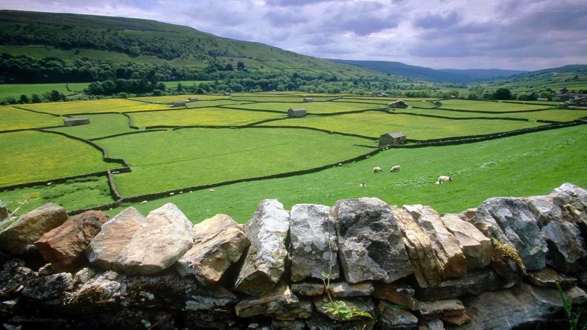 rural landscape with stone walls