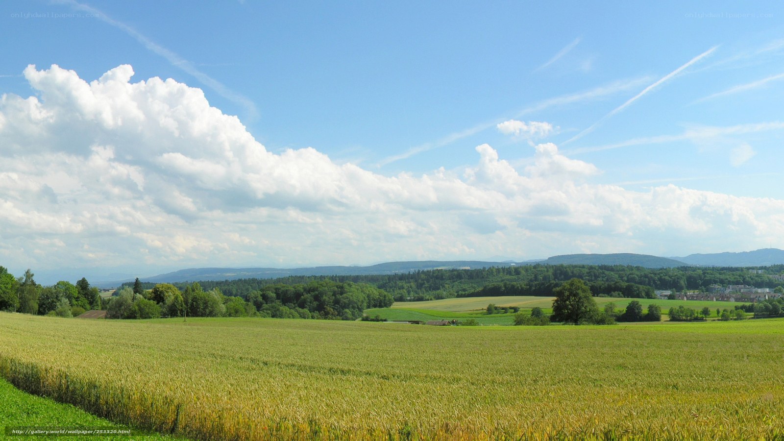 Rural landscape with wheat field