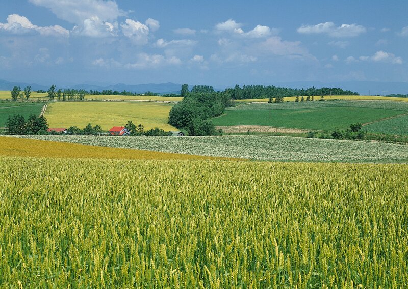 Rural landscape with wheat fields