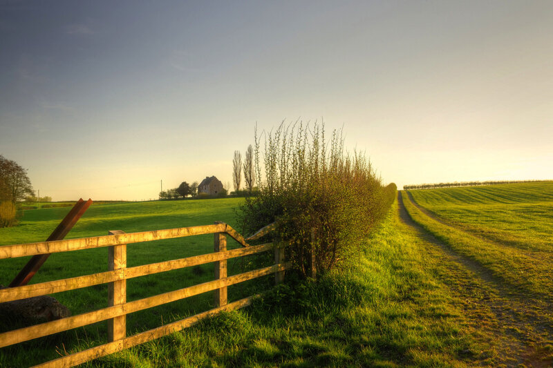 Rural Path at Sunset — Green