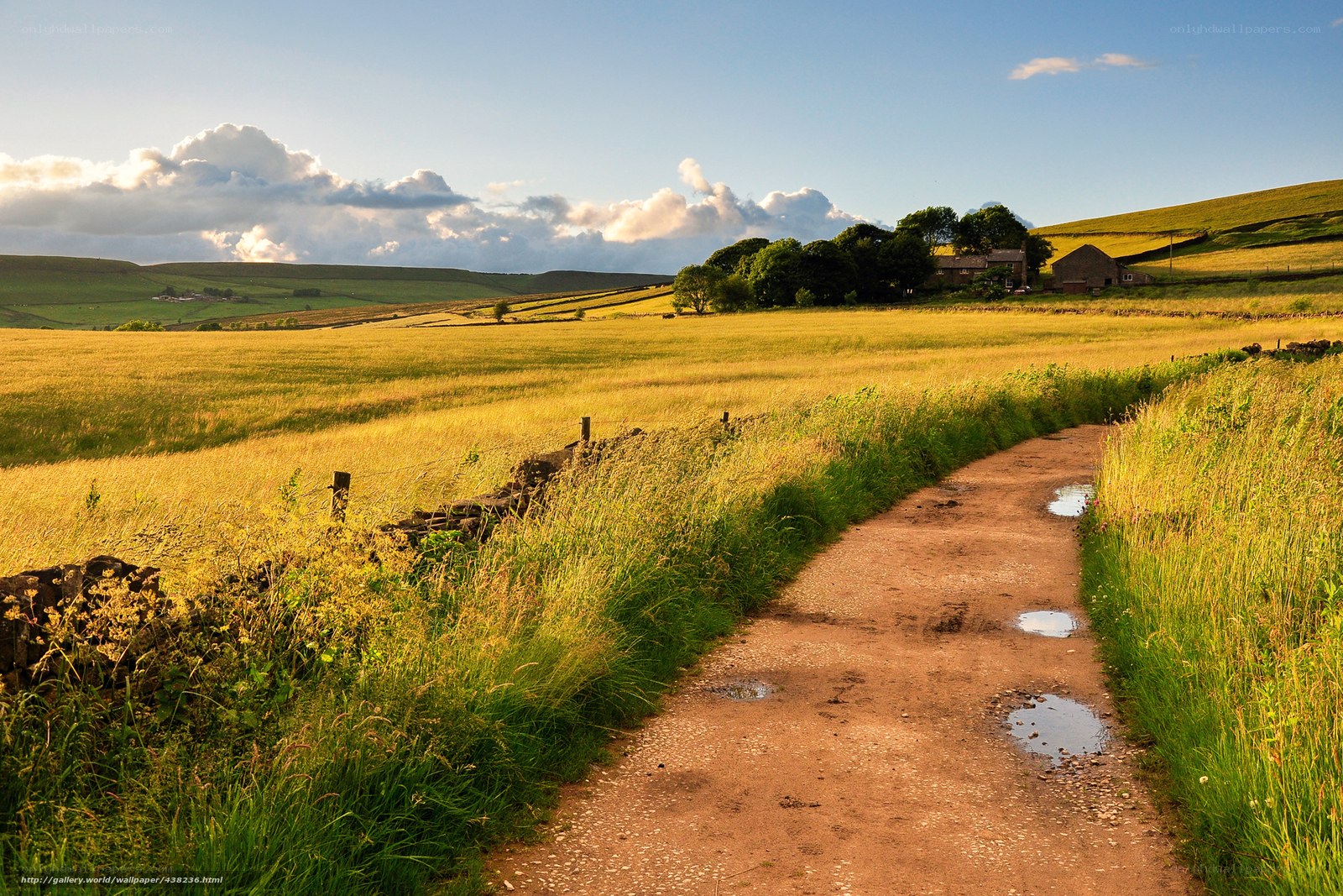 Rural path through golden fields
