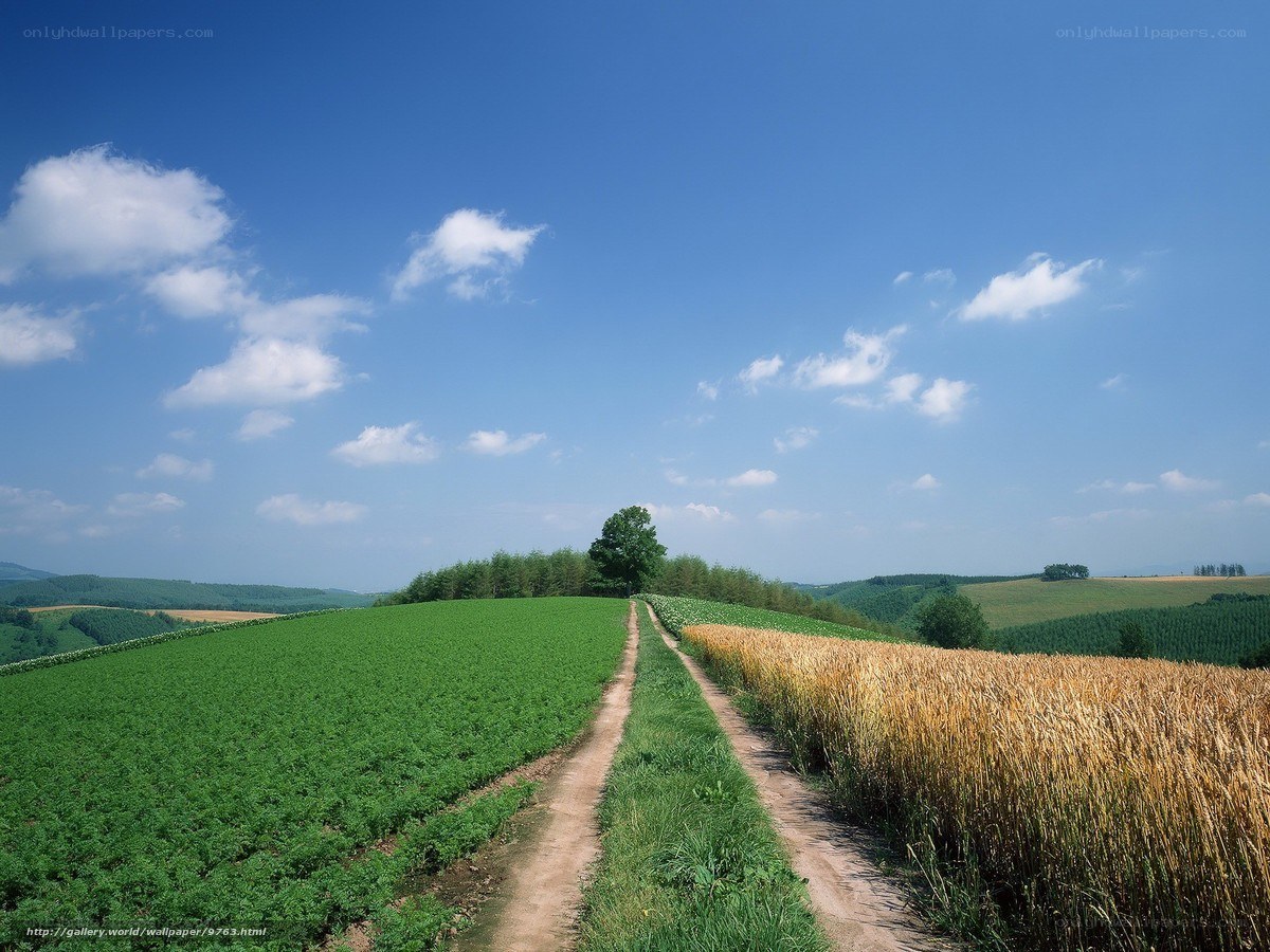 Rural path through green fields