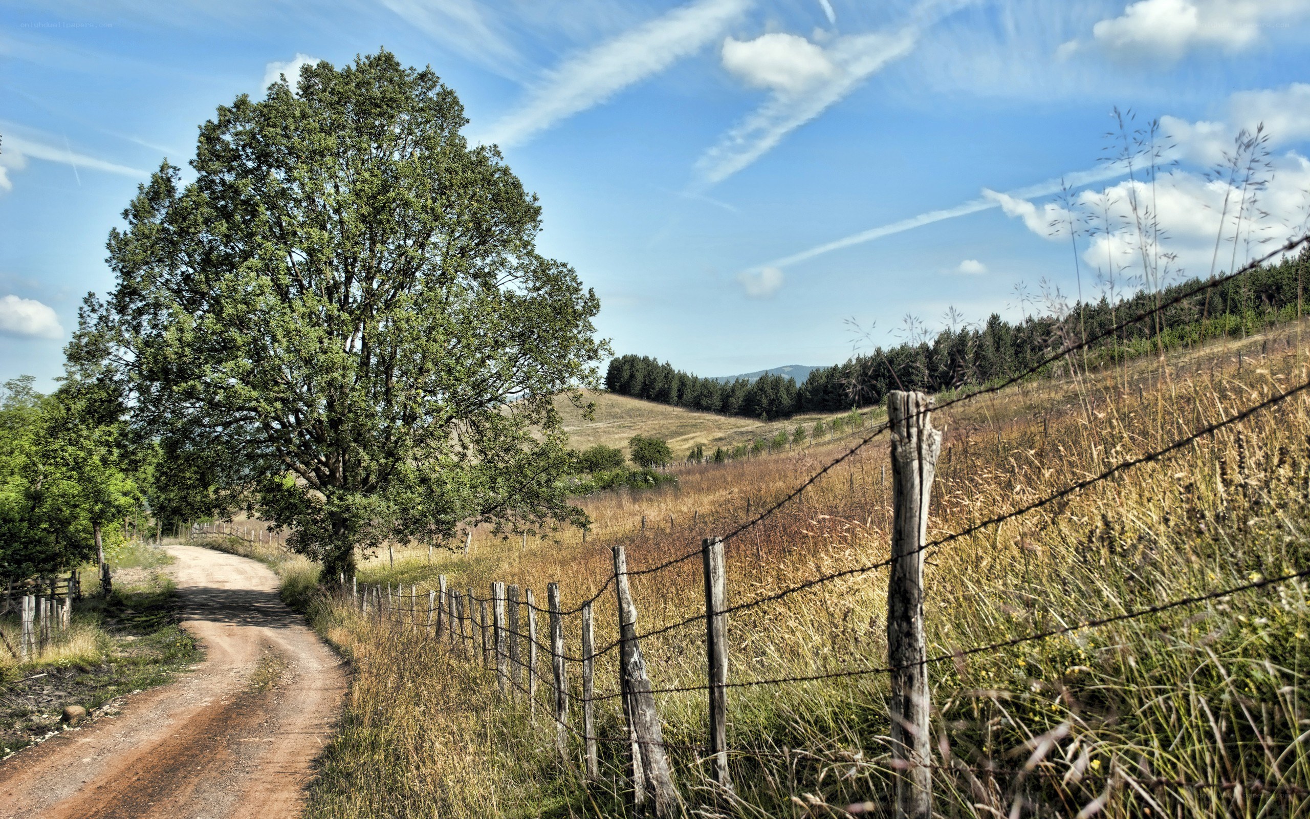 Rural path with tree and fence