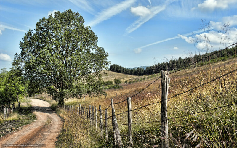 Rural path with tree and fence