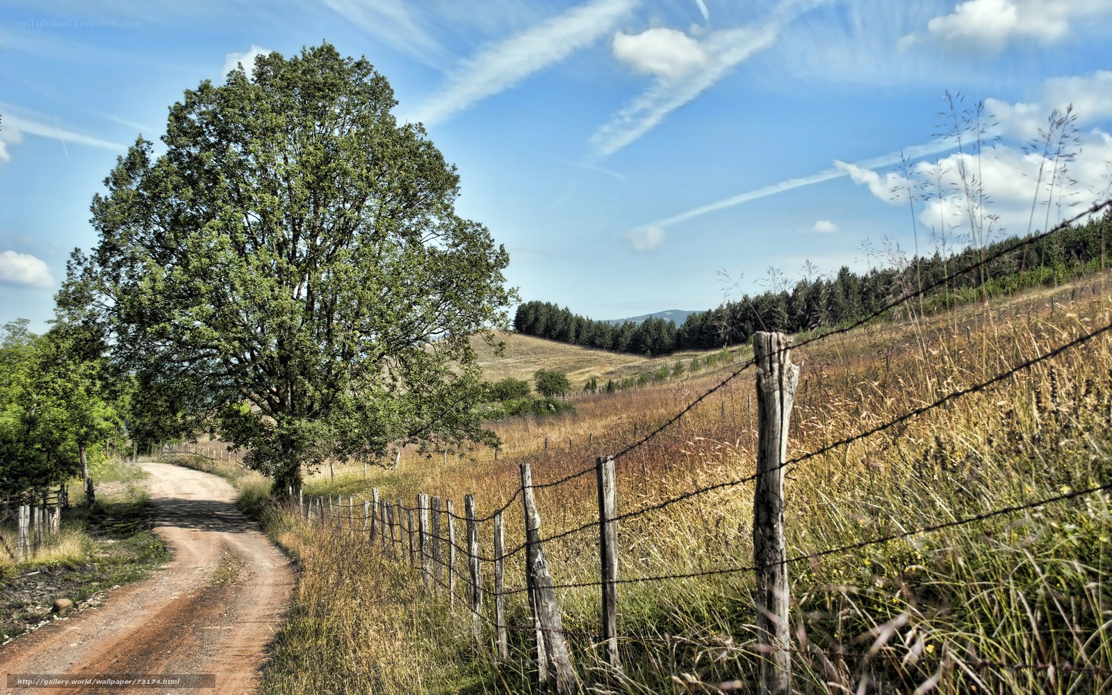 Rural path with tree and fence