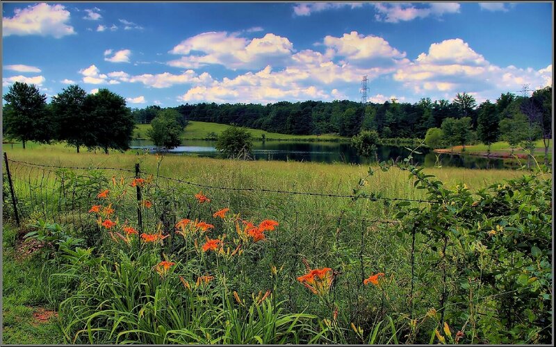 Rural pond with orange flowers