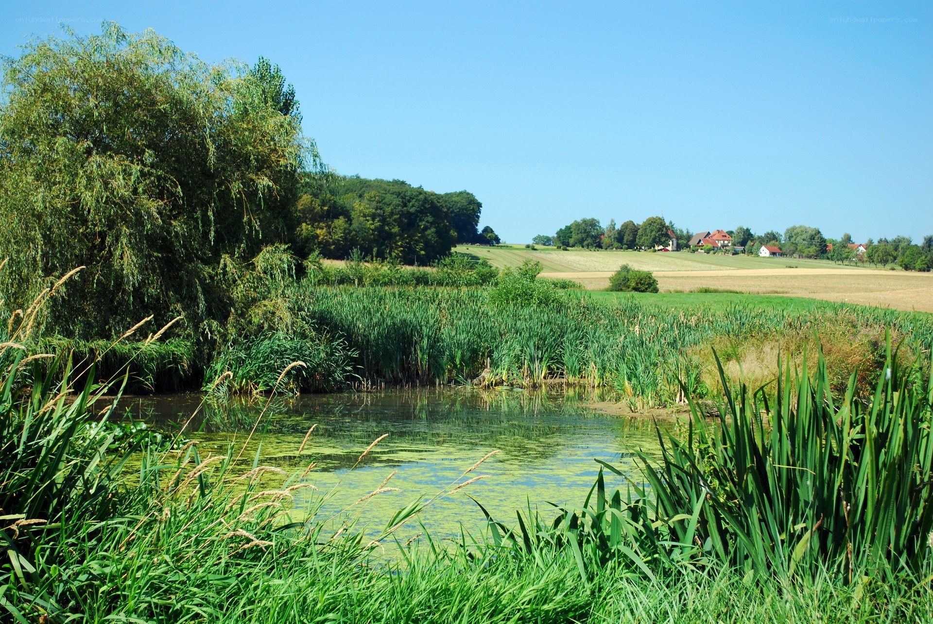 Rural pond with reeds and fields